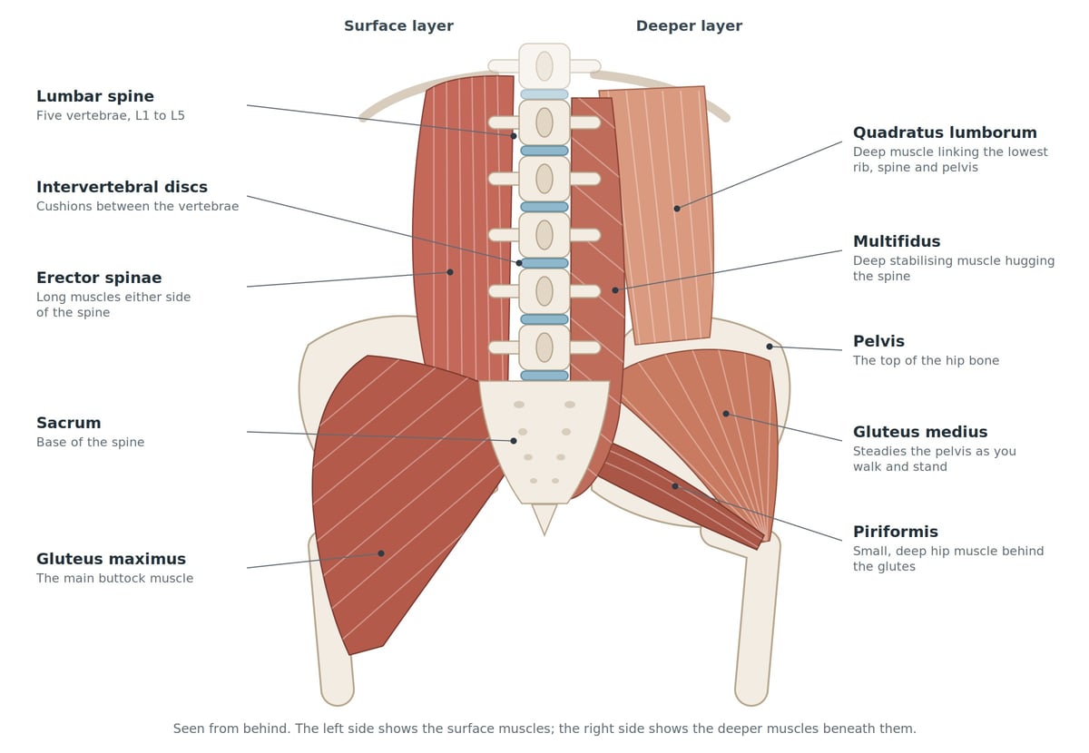 Anatomical diagram of the lumbar spine and back muscles, showing surface and deeper muscle layers labelled with structure names and descriptions