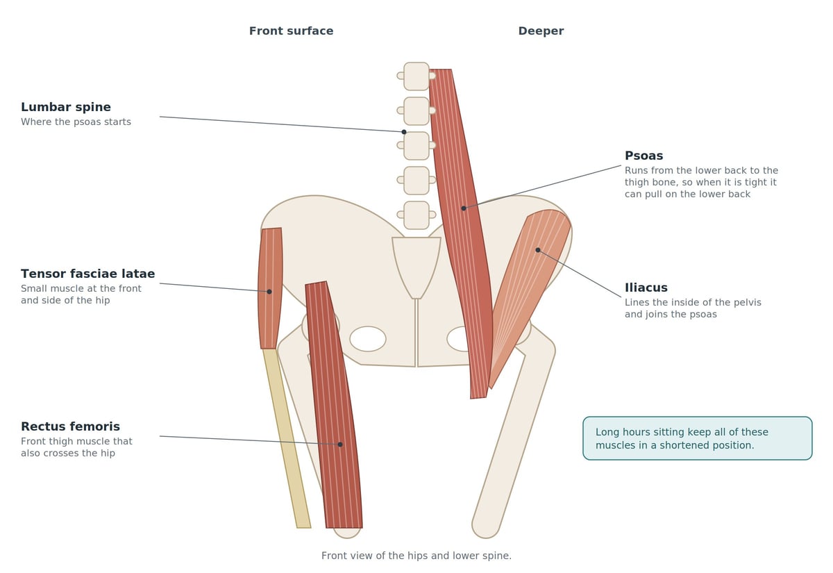 Anatomical diagram of the hips and lower spine, front view on the left and deeper view on the right, with labels for the lumbar spine where the psoas starts, the tensor fasciae latae at the front of the hip, the rectus femoris across the front, the psoas running from the lower back to the thigh, and the iliacus lining the inside of the pelvis